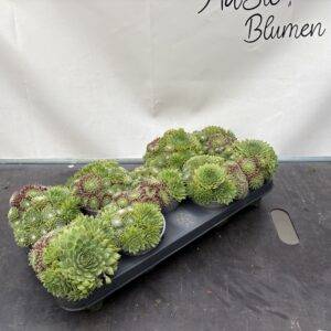Sempervivum '3er-Mixtopf' T12/15cm x9