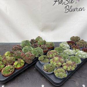Sempervivum 'Mix' Hauswurz T9/10cm x18