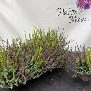 Erika 'Calluna GG. Trio' T11/17cm x10