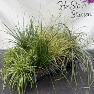 Gräser 'Carex Mix' T12/30cm x10