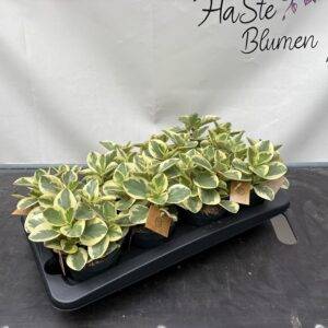 Peperomia opt.  'Bicolor'  T12/25cm  x8