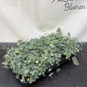 Sedum sieboldii 'Theresienkraut' T9/14cm x15