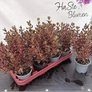 Coprosmia 'Herbstschmuck' Spiegelstrauch T12/25cm x8