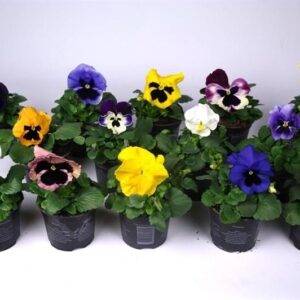 Viola 'groß oder kleinblütig' T10,5/10cm x15 per CC (720Stk.) auf Bestellung verfügbar!