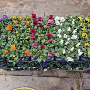 Viola 'großblumig div.Farben' T10,5/10cm x15 nur per Lage (60Stk.) auf Bestellung verfügbar!