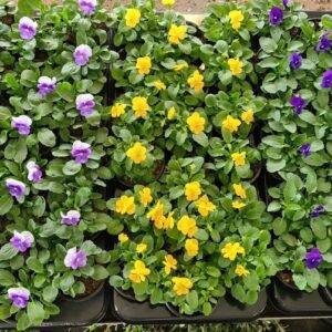 Viola 'kleinblütig div.Farben' T10,5/10cm x15 nur per Lage (60Stk.) auf Bestellung verfügbar!