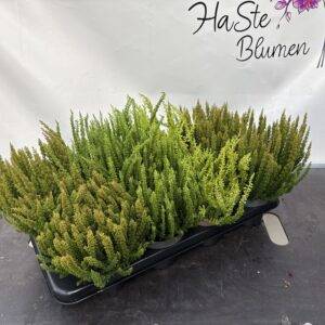 Erika 'Calluna Skyline' T11/25cm x8