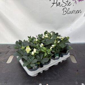 Schneerosen Helleborus 'midi' T9/17cm x12Stk.