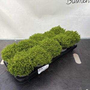 Hebe 'Green Emerald' T12/15cm x10