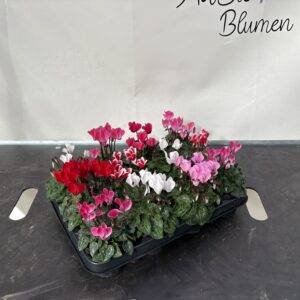 Cyclamen 'mini Mix' T7/15cm x12