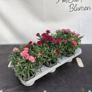 Nelken Dianthus 'Oskar Mix' T11/20cm x12