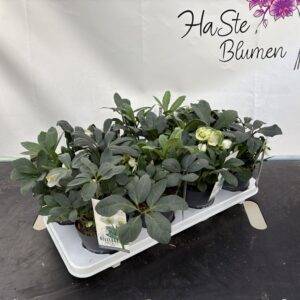 Schneerosen Helleborus 'Mont Blanc' T13/24cm x8Stk.