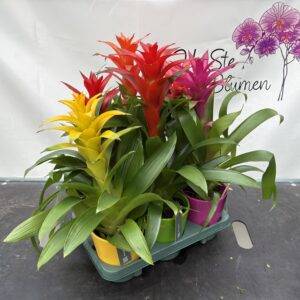 Guzmania 'Mix mit Dekotopf' T12/45cm x6