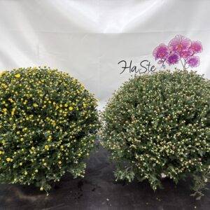 Chrysantheme 'Kugel Mix' T19/55cm x3