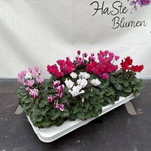 Cyclamen 'midi Mix ' T11/25cm x8