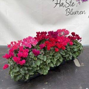 Cyclamen 'Patio midi Garden Mix' T11/25cm x10