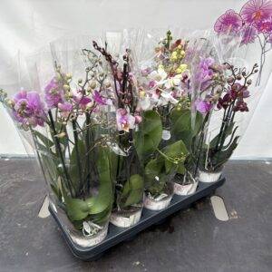 Orchideen Phalaenopsis 'Stolk Mix' 3-Triebe T12/45cm x10