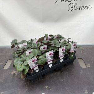 Cyclamen 'coum' Alpenveilchen winterhart T11/22cm x15