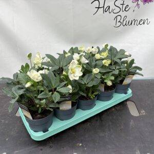 Schneerosen Helleborus 'Christmas Carol' T12/25cm x10Stk.