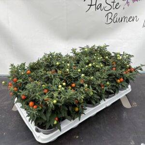 Solanum pseudocapsicum T11/25cm x15