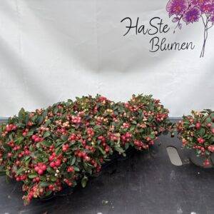 Gaultheria proc. 'Scheinbeere' T13/20cm x8
