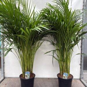 Dypsis lutescens 'Arecapalme' Goldfruchtpalme T21/140cm