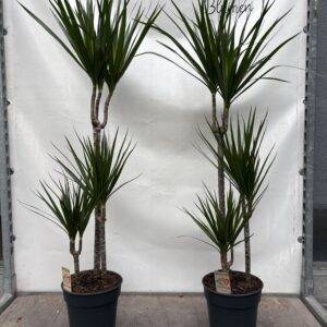 Dracaena 'marginata 3er-Tuff' Drachenbaum T21/120cm