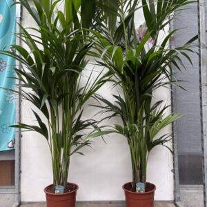 Howea forst. 'Kentia Palme' T24/175cm