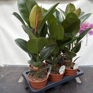 Ficus elastica 'Robusta' T17/50cm x6