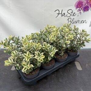 Hebe 'Veronika' variegata T12/30cm x8