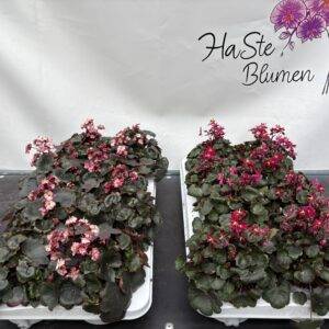 Saxifraga 'Dancing Pixies' Herbststeinbrech T12/25cm x8