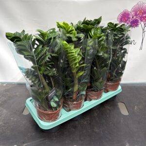 Zamioculcas 'Zenzi' Glücksfeder !sehr langsam wachsende Sorte! T14/40cm x7
