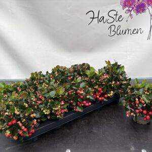 Gaultheria proc. 'Scheinbeere' T11/15cm x10