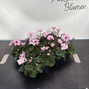 Cyclamen 'Illusia mini' T17/15cm x12