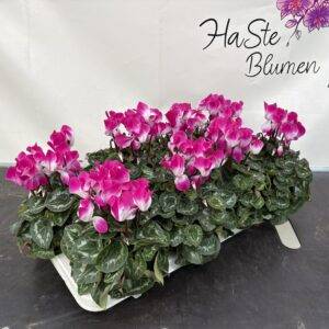 Cyclamen 'midi Indiaka' T11/21cm x8