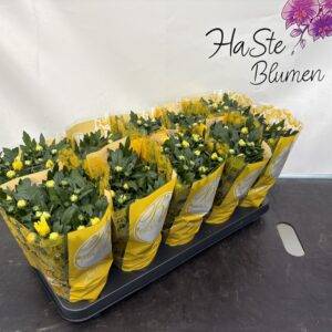 Chrysantheme 'Double Yellow' T12/25cm x10