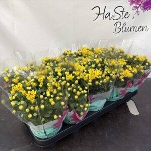Chrysantheme 'Rainbow' T12/28cm x10