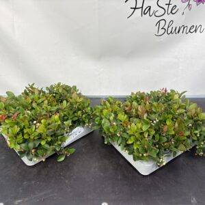 Gaultheria proc. 'Kids' Scheinbeere T6/12cm x12