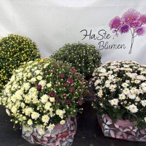 Chrysantheme 'Kugel Mix' T19/45cm x3