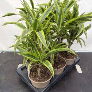 Dracaena fragrans 'Lemon Lime' 2er Tuff Drachenbaum T17/60 cm x6