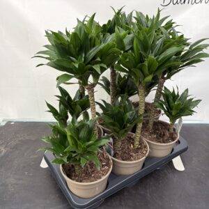 Dracaena fragrans 'Compacta' 2er Tuff Drachenbaum T17/55 cm x6