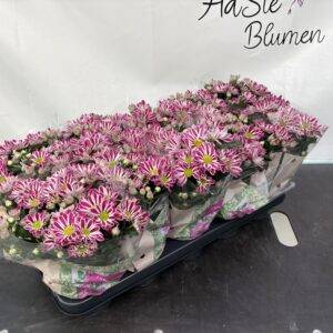Chrysantheme 'Artistic Armin' T12/28cm x10