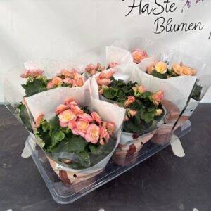 Begonia el. 'apricot' T14/32cm x6
