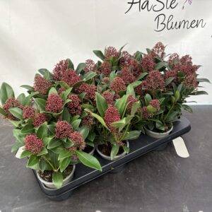 Skimmia jap. 'Rubella' T11/30cm x12