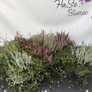 Herbstmix 'Heidemix' Calluna Trio + Mühlenbeckia T13/25cm x8