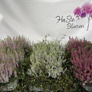 Herbstmix 'Heidemix' Calluna Trio + Mühlenbeckia T13/25cm x8