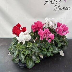 Cyclamen 'großblumig Mix' T13/30cm x6