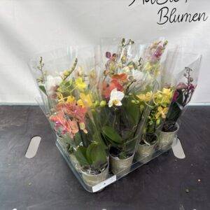 Orchideen Phalaenopsis 'midi Mix' 2-Triebe T9/30cm x12