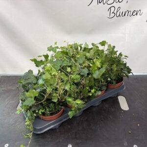 Hedera 'Wonder grün' T13/25cm x8
