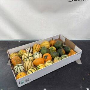 Zierkürbis 'Mix Herbst Deko' ca.8cm x25 Stk.
